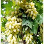 GRAPES